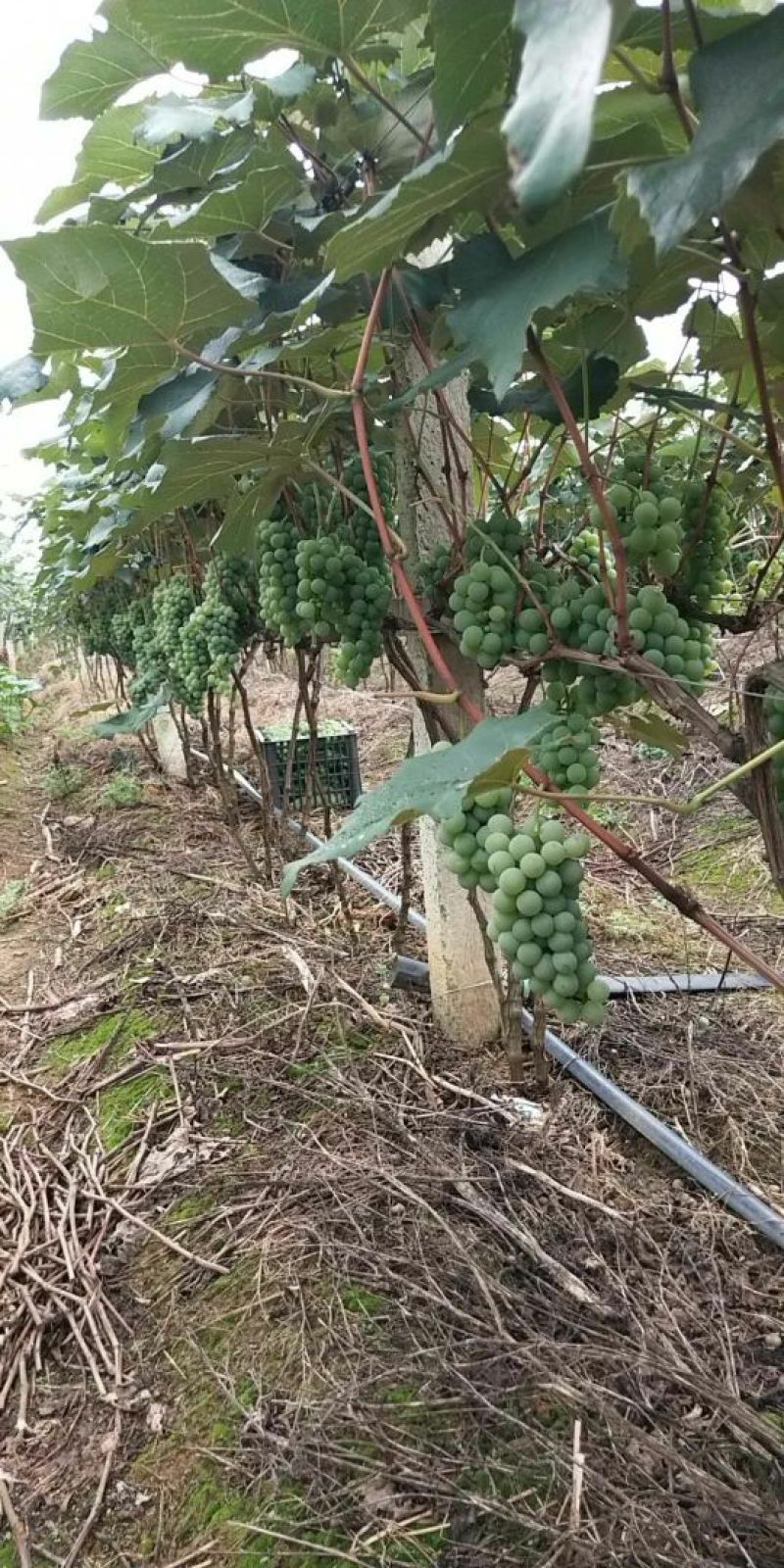 水晶葡萄