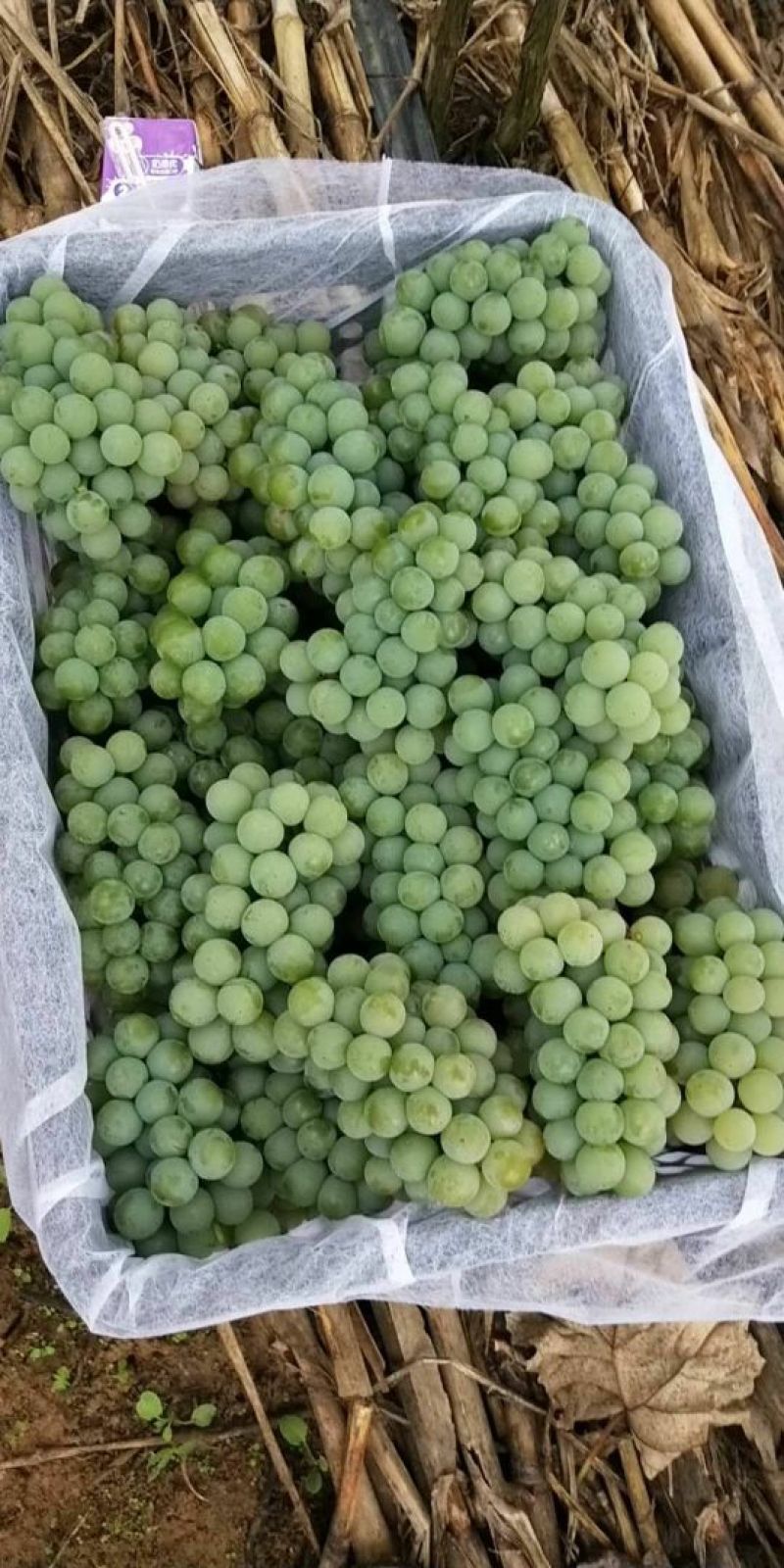 水晶葡萄