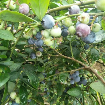 蓝莓苗