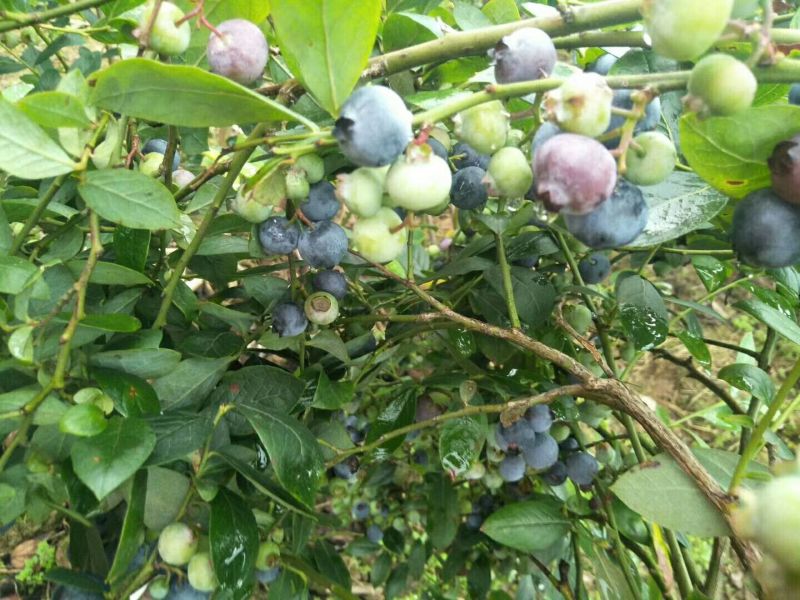 蓝莓苗