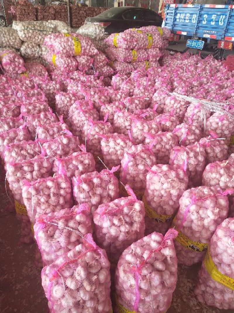【厂家直发】精品金乡大蒜，加工各种包装，质量好价格低