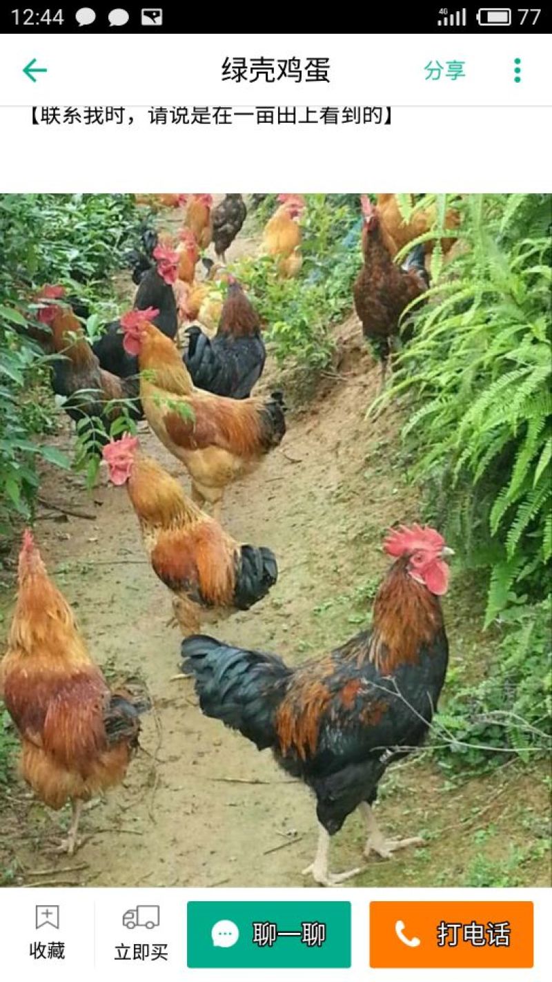 绿壳鸡蛋