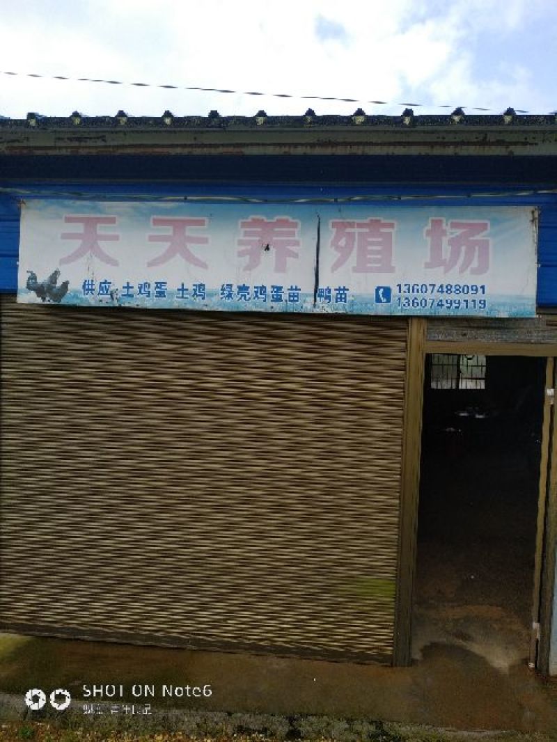 绿壳鸡蛋