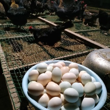 绿壳鸡蛋