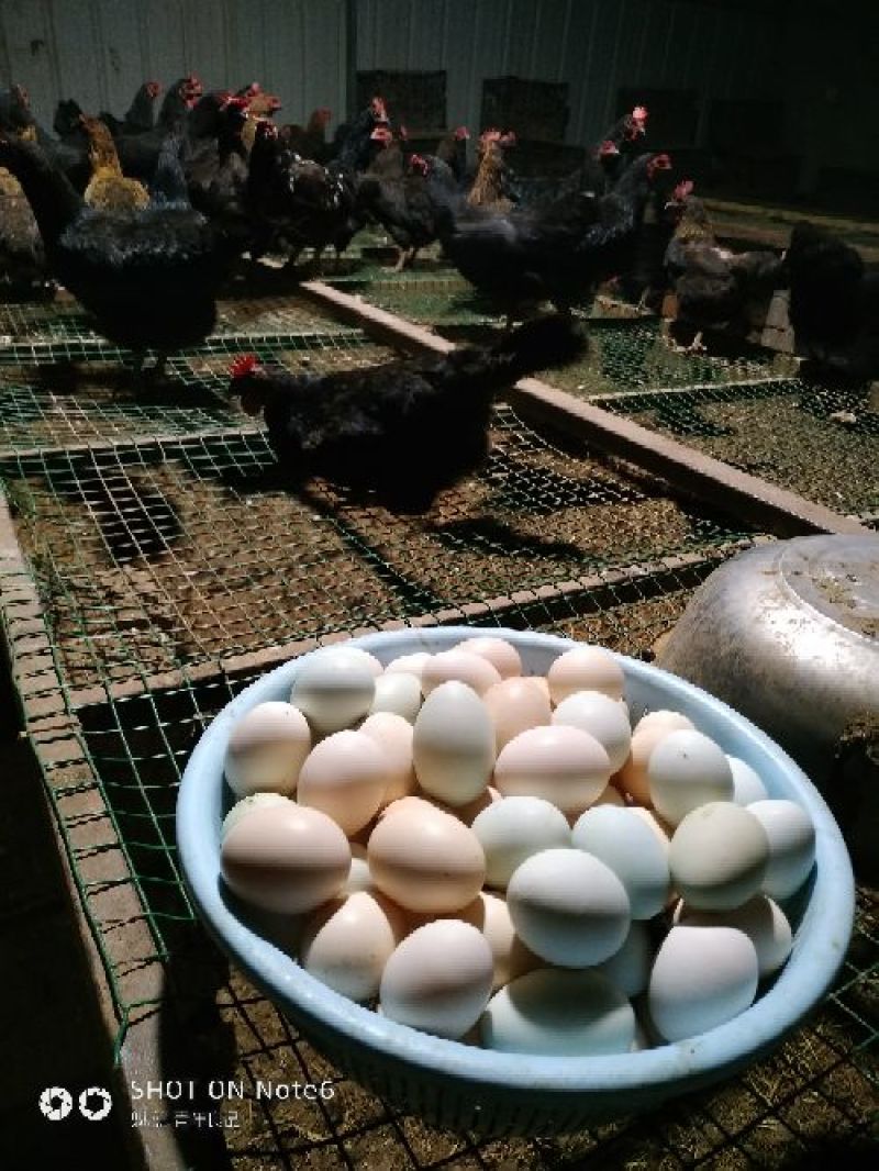 绿壳鸡蛋