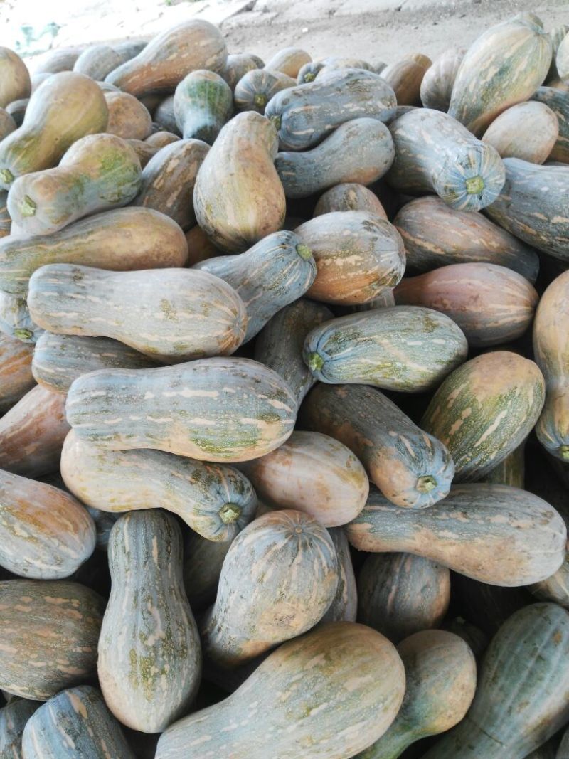 早熟蜜本南瓜