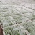 苹果粉蕉苗粉蕉苗巴西香蕉苗
