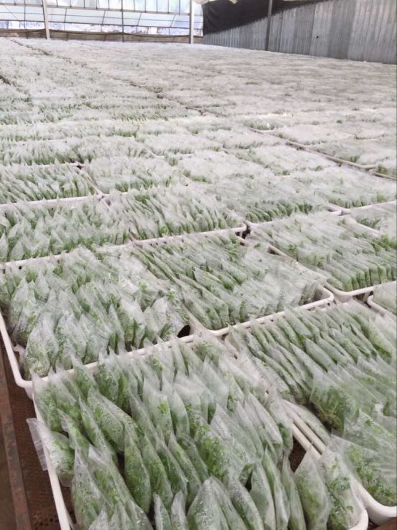 苹果粉蕉苗粉蕉苗巴西香蕉苗