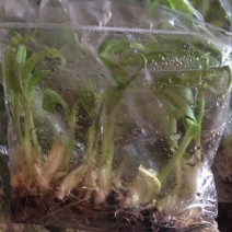 苹果粉蕉苗粉蕉苗巴西香蕉苗