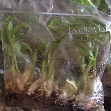 苹果粉蕉苗粉蕉苗巴西香蕉苗