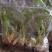 苹果粉蕉苗粉蕉苗巴西香蕉苗