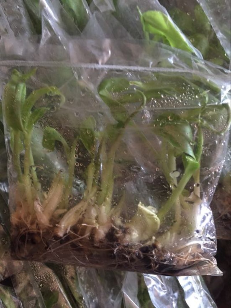 苹果粉蕉苗粉蕉苗巴西香蕉苗