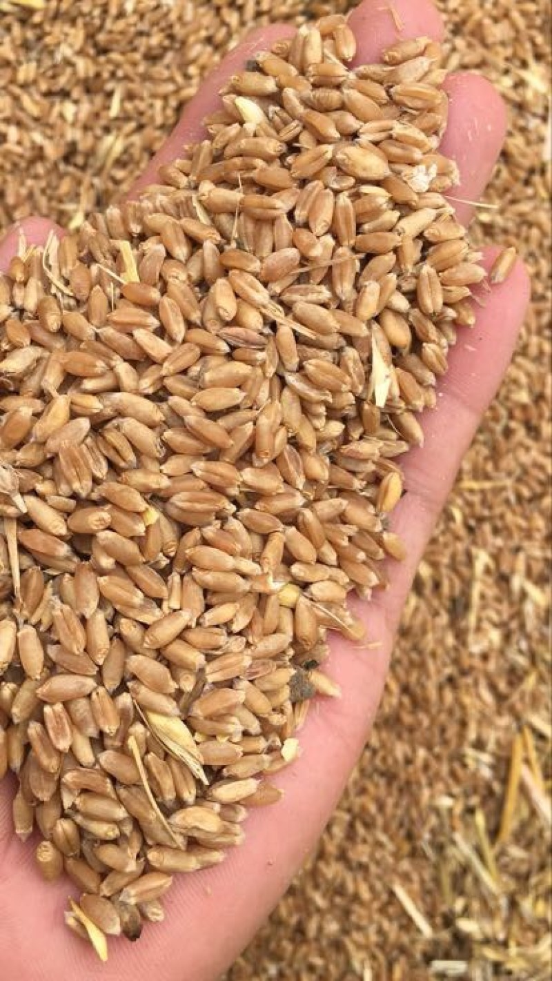 366小麦12.5%以下