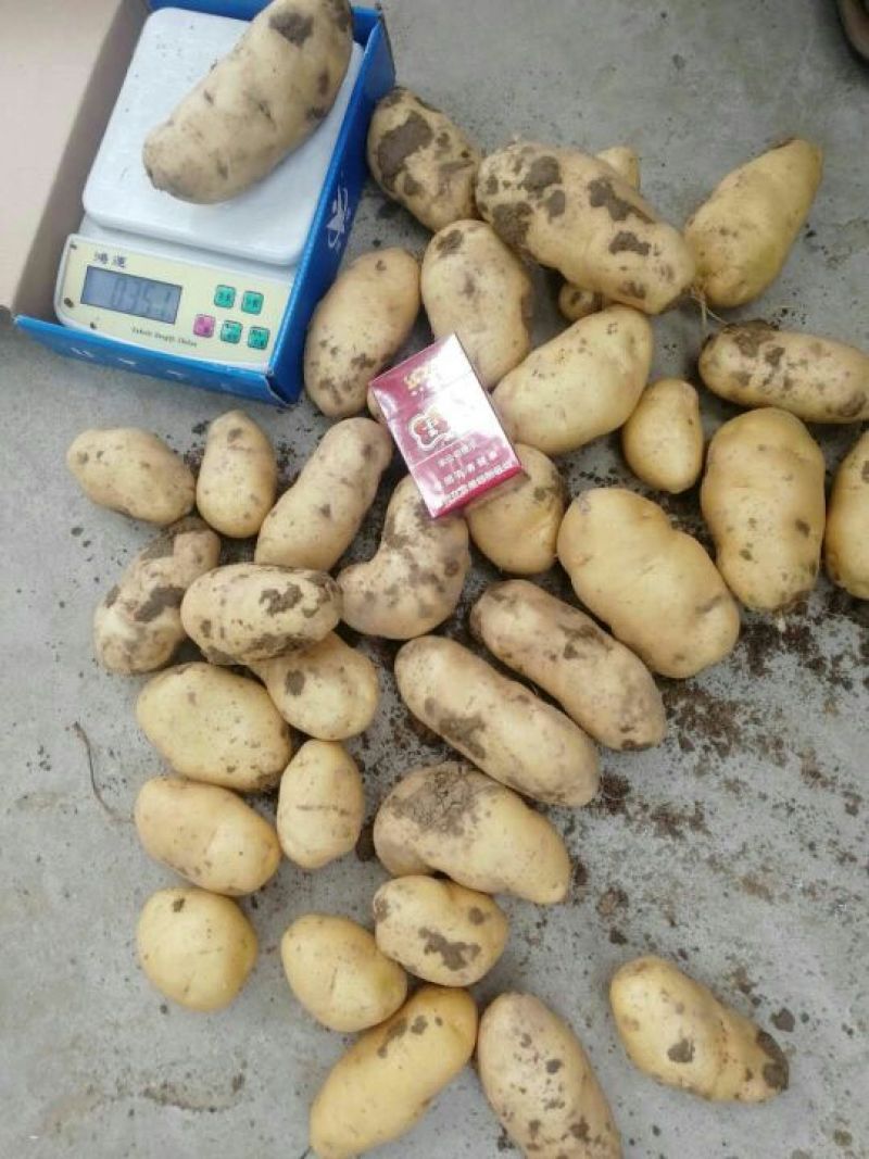 荷兰土豆千亩