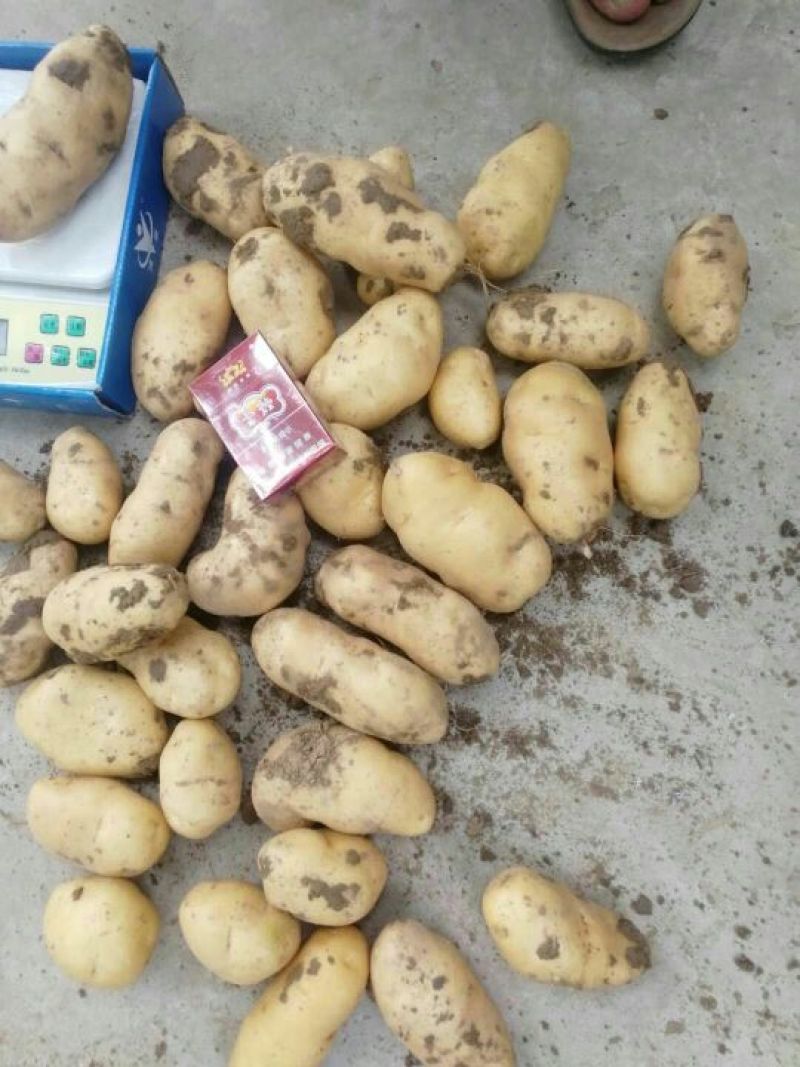荷兰土豆千亩