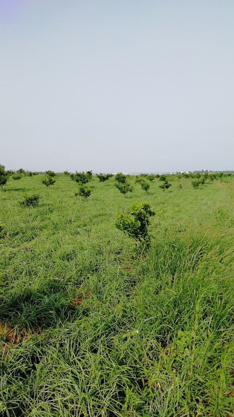 藠头江西特产生米藠头牛腿藠头红土地种植专业种子培育基地