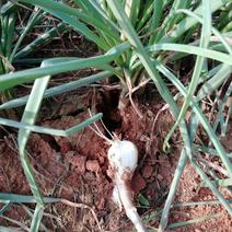 藠头江西特产生米藠头牛腿藠头红土地种植专业种子培育基地