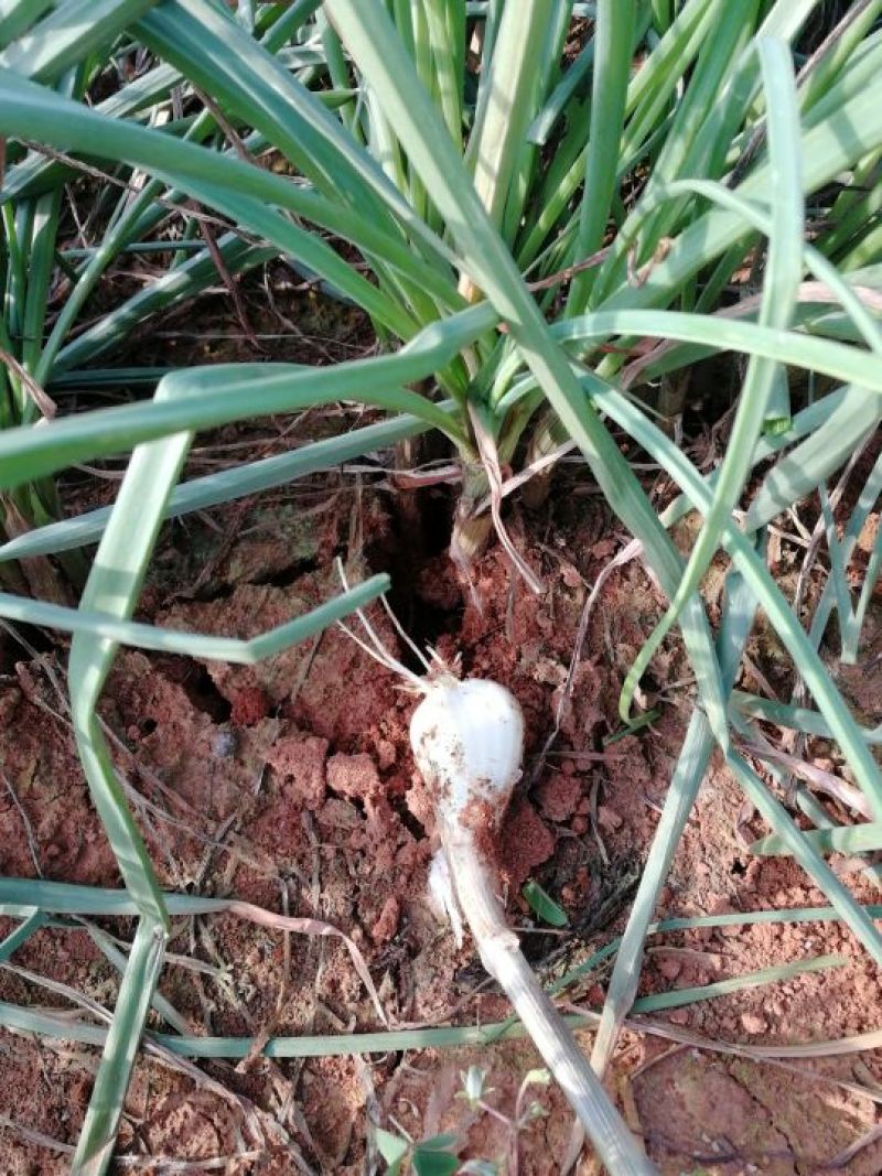藠头江西特产生米藠头牛腿藠头红土地种植专业种子培育基地