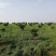 藠头江西特产生米藠头牛腿藠头红土地种植专业种子培育基地
