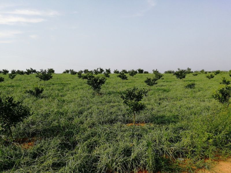 藠头江西特产生米藠头牛腿藠头红土地种植专业种子培育基地