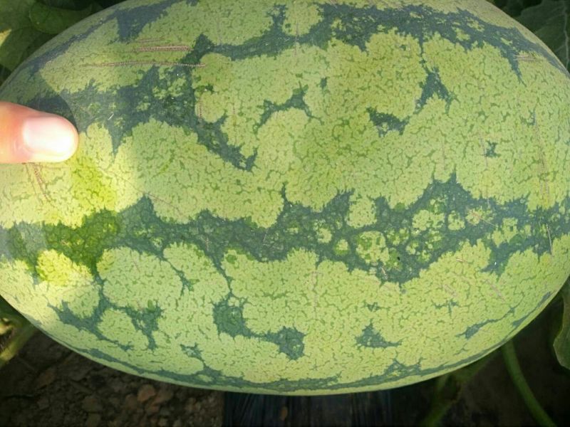冠龙西瓜，个大皮薄，大红壤，含糖量高！货源充足，当天发货