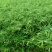 新货上市，玉竹高山种植无硫选片干，统片！