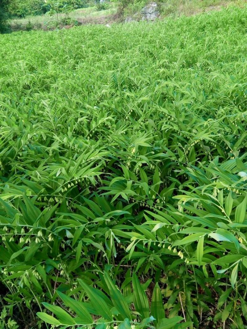 新货上市，玉竹高山种植无硫选片干，统片！