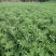 新货上市，玉竹高山种植无硫选片干，统片！