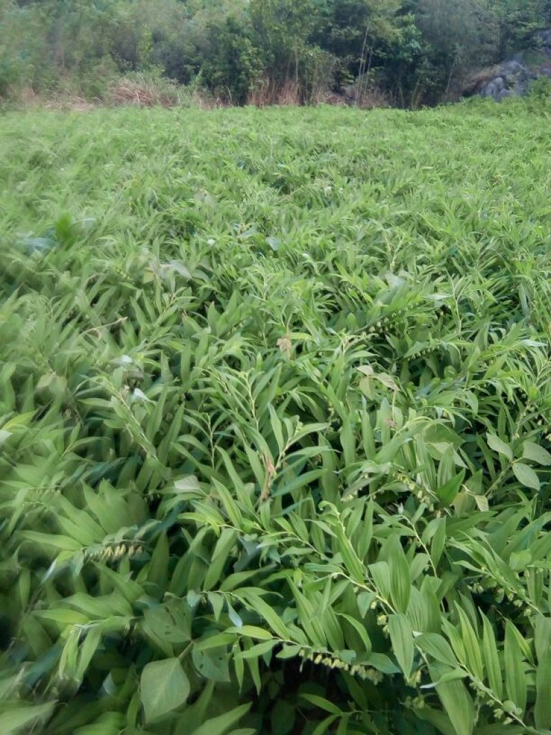 新货上市，玉竹高山种植无硫选片干，统片！