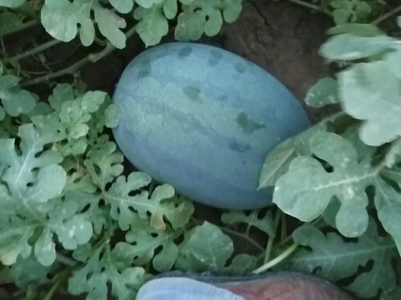 大量供应西瓜
