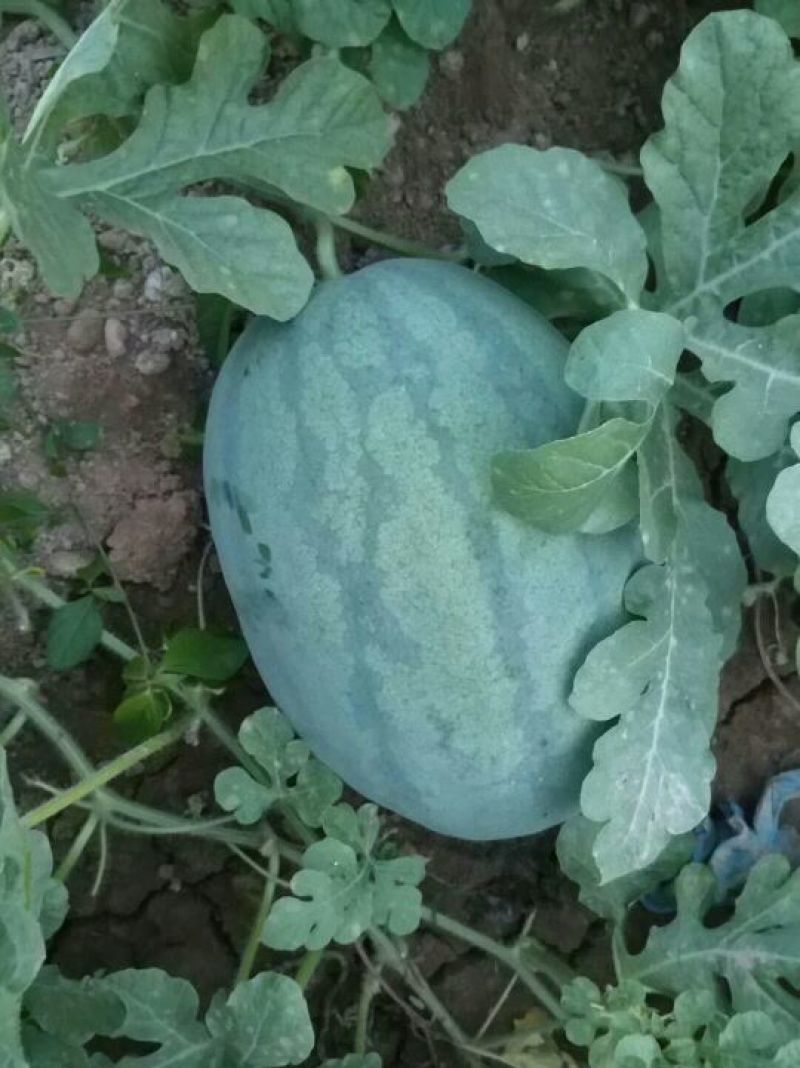 大量供应西瓜