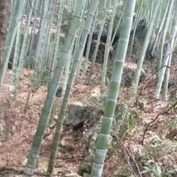 竹子