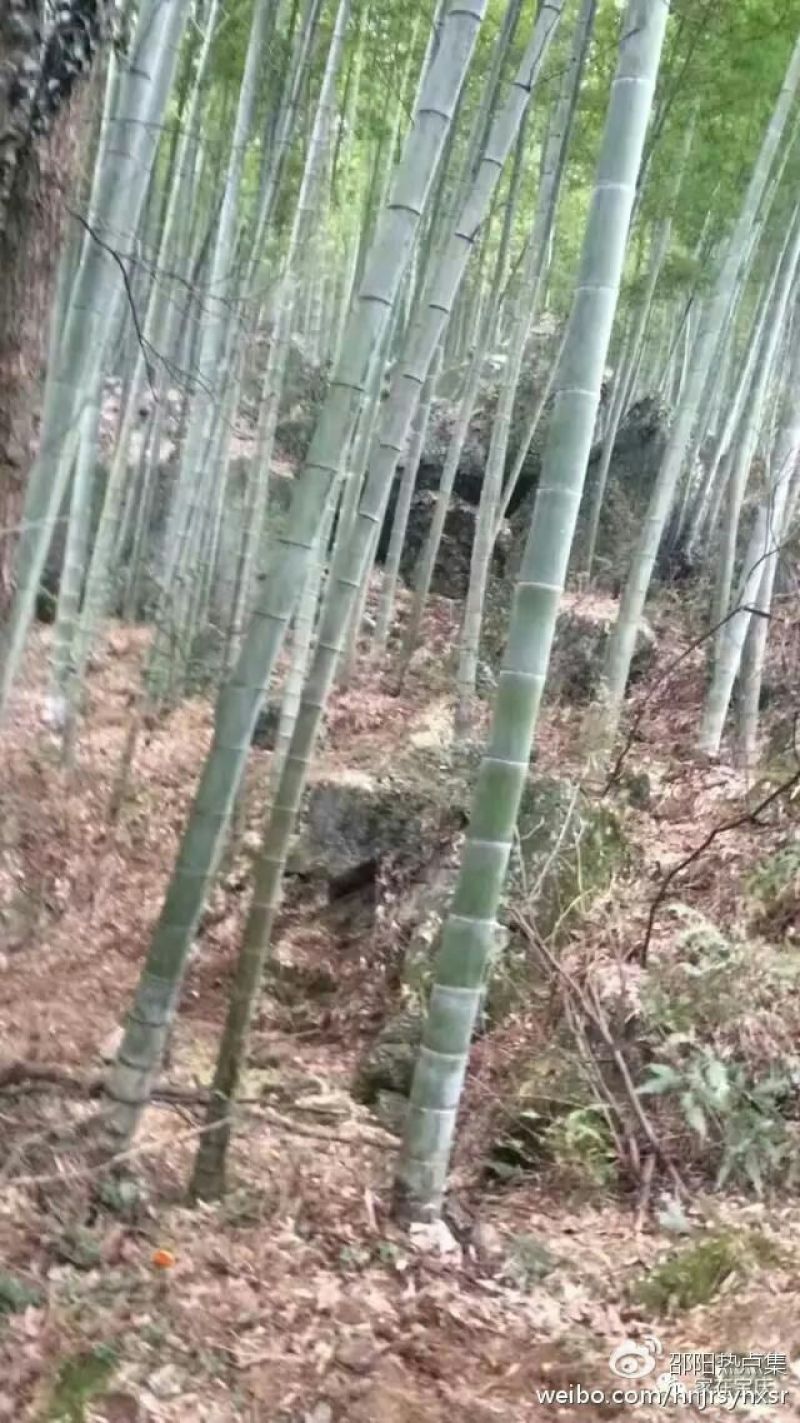 竹子