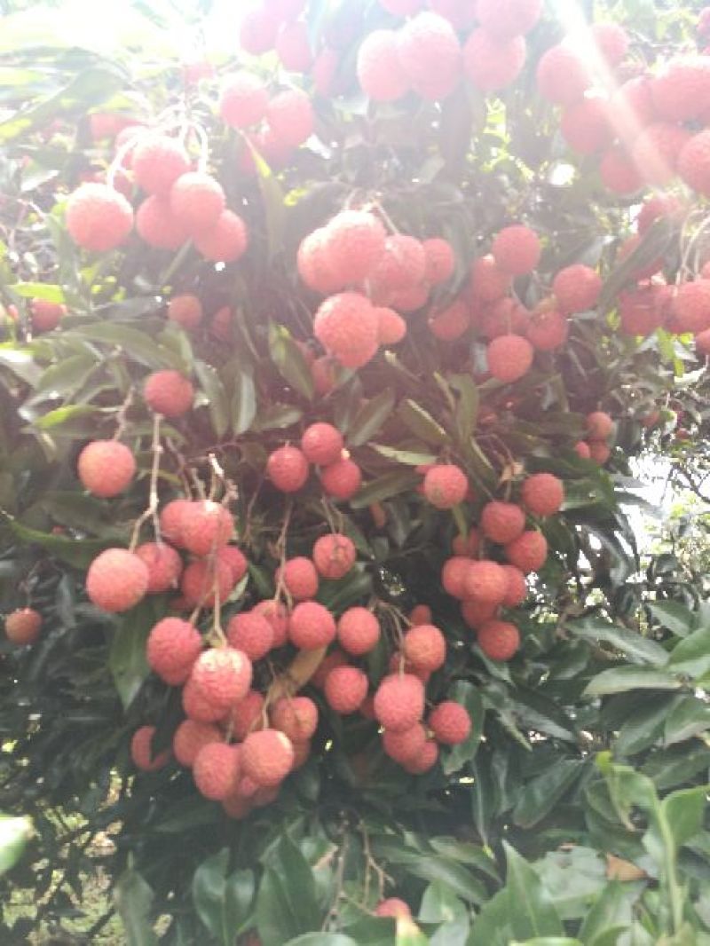 桂味荔枝