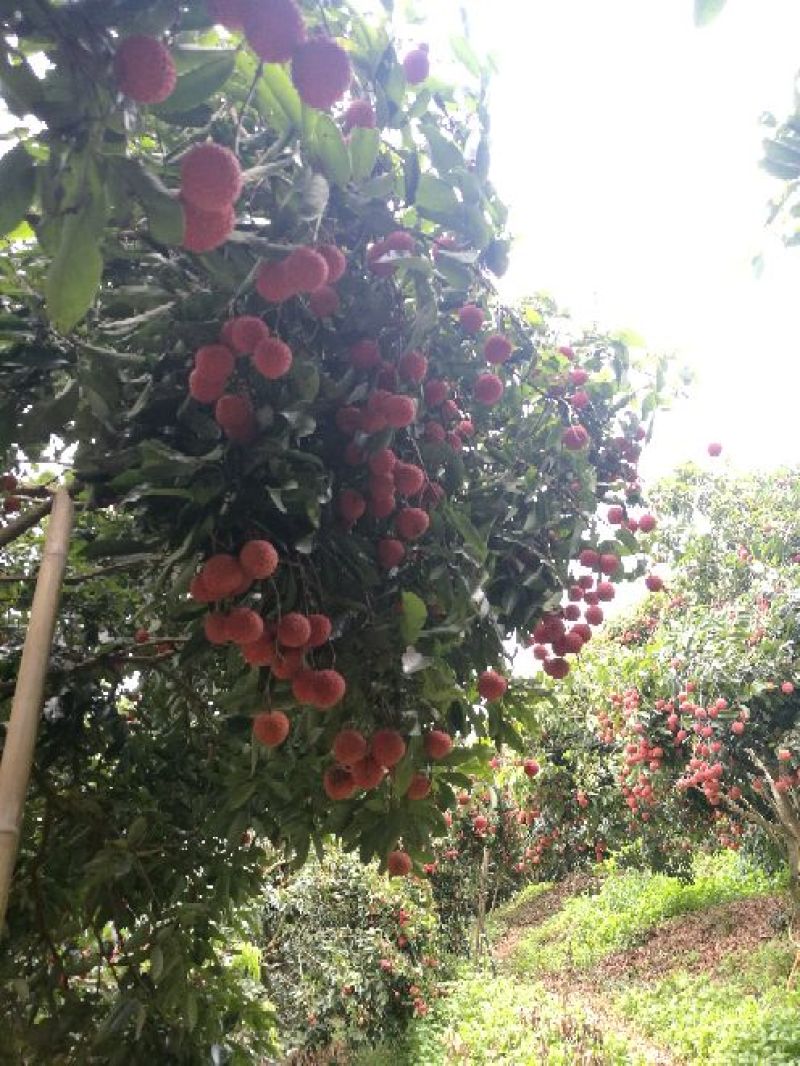 桂味荔枝