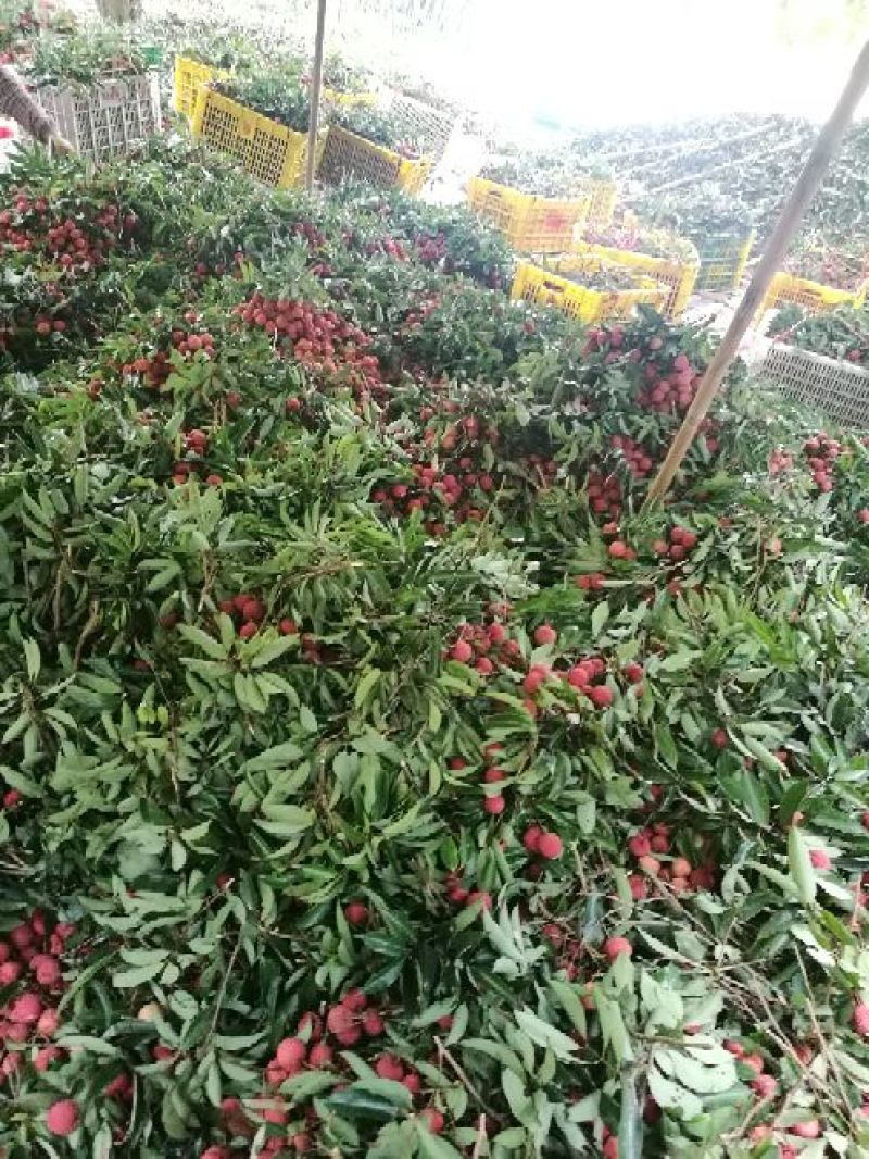 桂味荔枝