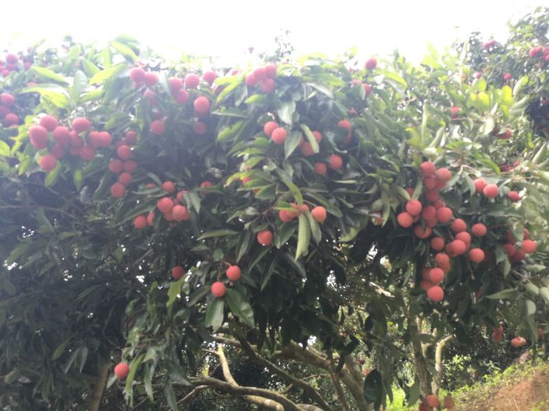 桂味荔枝
