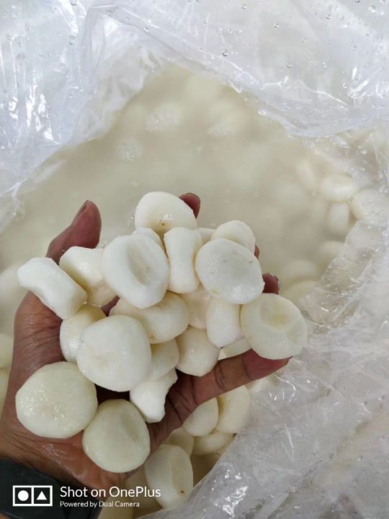 极品马蹄。大号