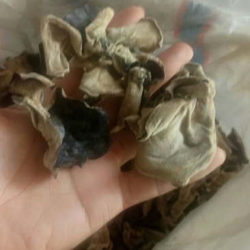毛木耳