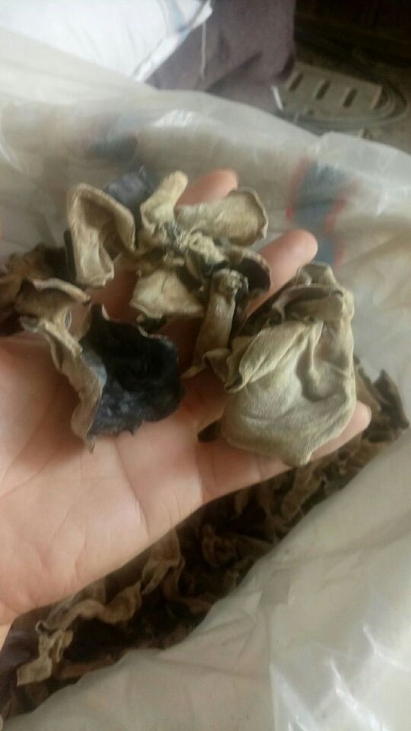 毛木耳