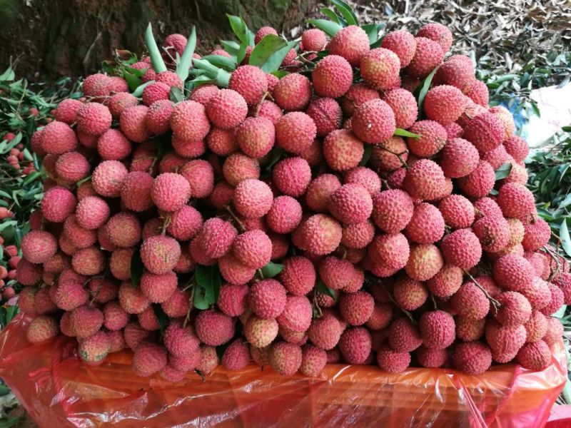 桂味荔枝