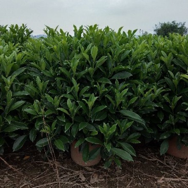 非洲茉莉