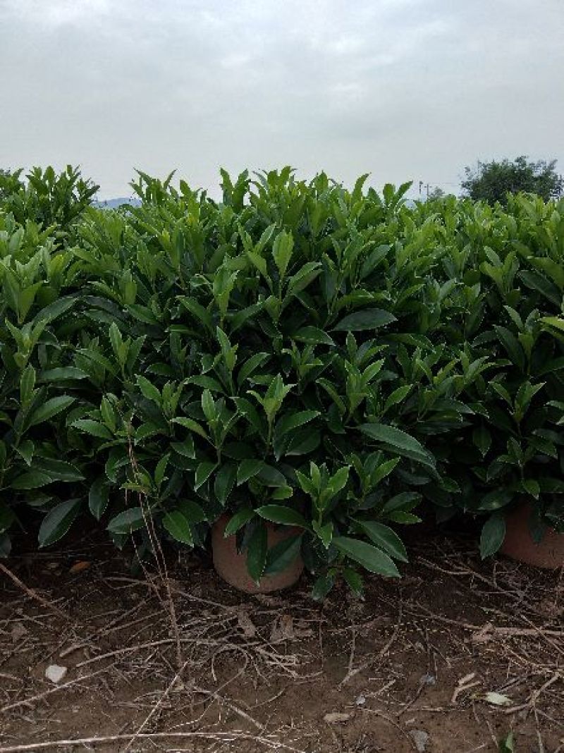 非洲茉莉