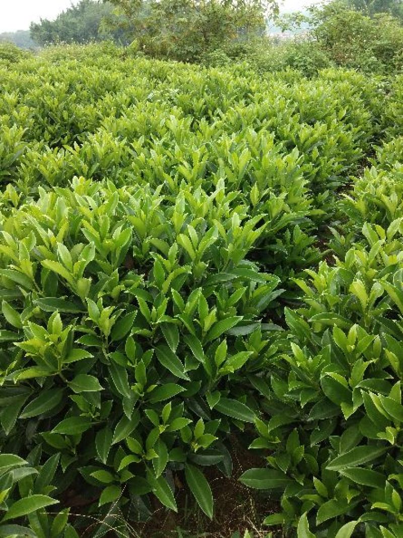 非洲茉莉