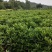 非洲茉莉