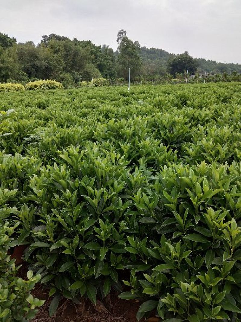 非洲茉莉