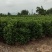 非洲茉莉