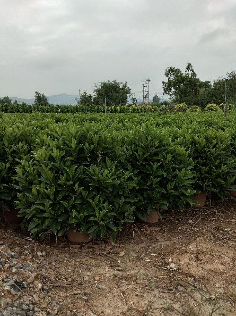 非洲茉莉