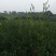 干黄花菜散装一级