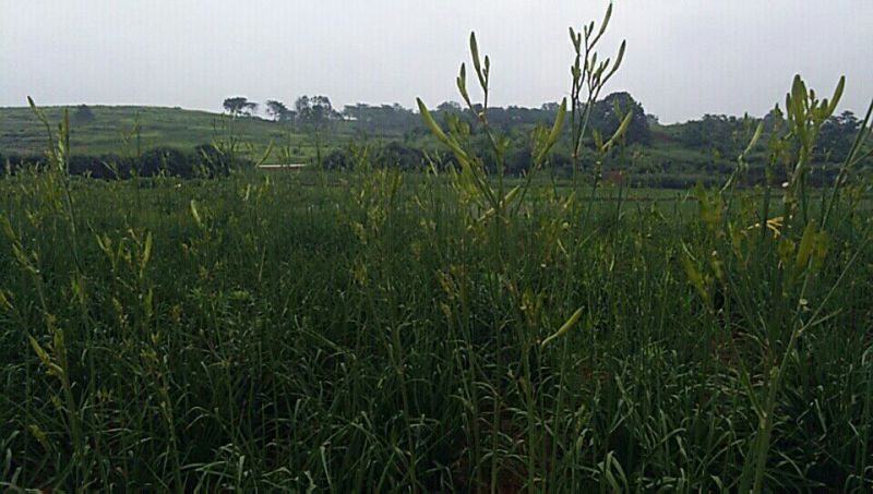 干黄花菜散装一级